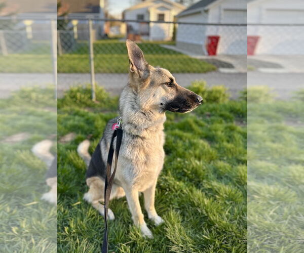 Medium Photo #5 German Shepherd Dog Puppy For Sale in Roseville, MN, USA