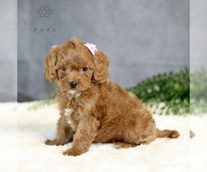 Cavapoo Puppy for sale in BIRD IN HAND, PA, USA