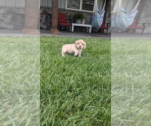Cocker Spaniel Puppy for sale in GOSHEN, IN, USA