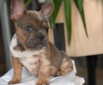 Small Photo #21 French Bulldog Puppy For Sale in GOSHEN, IN, USA