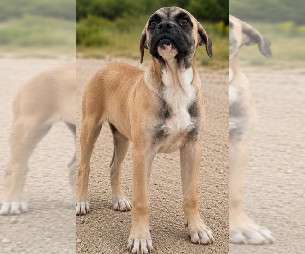 Medium Photo #2 Boxer-Unknown Mix Puppy For Sale in Minneapolis, MN, USA