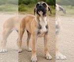 Small #1 Boxer Mix