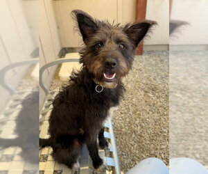 Mutt Dogs for adoption in Santa Cruz, CA, USA