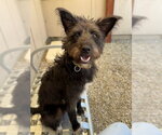 Small Mutt