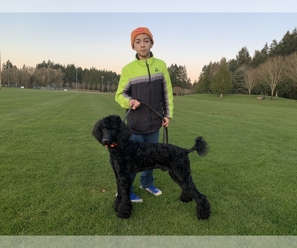 Medium Photo #1 Poodle (Standard) Puppy For Sale in WILSONVILLE, OR, USA