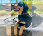 Small #2 English Springer Spaniel-Rottweiler Mix