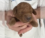 Small Photo #7 Cockapoo Puppy For Sale in SEBASTIAN, FL, USA