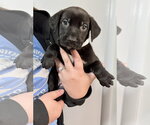 Ariel - Female Mutt Dog for Adoption - Small photo