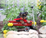 Small #3 Yorkshire Terrier