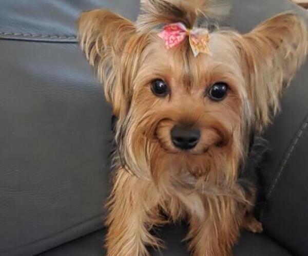 Medium Photo #1 Yorkshire Terrier Puppy For Sale in BEAUFORT, SC, USA