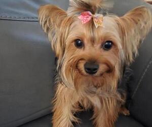 Mother of the Yorkshire Terrier puppies born on 01/27/2026