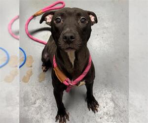 American Pit Bull Terrier-Unknown Mix Dogs for adoption in Peoria, IL, USA