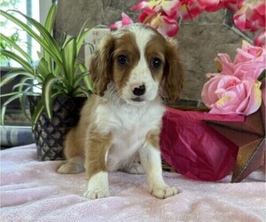 Cavapoo Puppy for sale in THORP, WI, USA
