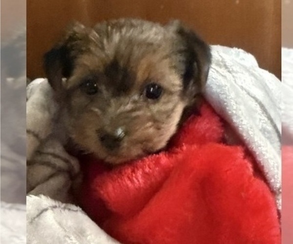 Medium Photo #1 Yorkshire Terrier Puppy For Sale in OCEANSIDE, CA, USA