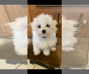 Maltese Puppy for sale in COMMACK, NY, USA