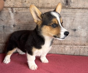 Pembroke Welsh Corgi Puppy for sale in VERMONTVILLE, MI, USA