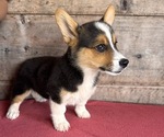 Small Pembroke Welsh Corgi