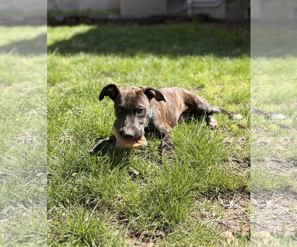 Medium Photo #5 Mutt Puppy For Sale in Tarrytown, GA, USA