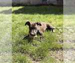 Small #4 Mutt