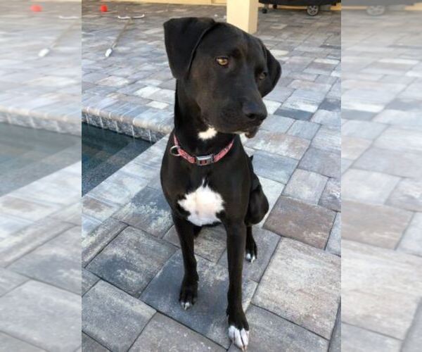 Medium Photo #1 Labrador Retriever-Unknown Mix Puppy For Sale in BRADENTON, FL, USA