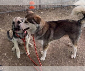 Wade - Male German Shepherd Dog-Unknown Mix Dog for Adoption - Photo #4
