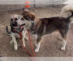 Small Photo #4 German Shepherd Dog-Unknown Mix Puppy For Sale in Lakewood, CO, USA