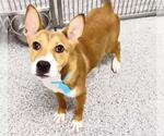 Small Basenji Mix