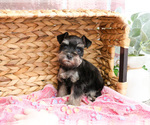Small #2 Schnauzer (Miniature)
