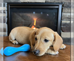 Small #5 Dachshund