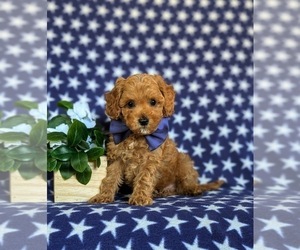 Cavapoo Puppy for sale in NEW PROVIDENCE, PA, USA