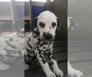 Dalmatian Puppy for sale in TERRE HAUTE, IN, USA