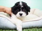 Small Photo #2 Shih-Poo Puppy For Sale in LA MIRADA, CA, USA