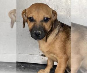 Chihuahua Dogs for adoption in Bakersfield, CA, USA