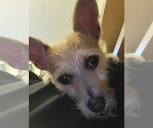 Chihuahua-Unknown Mix Dogs for adoption in Rocky Mount, NC, USA