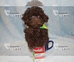 Small Photo #14 Poodle (Toy) Puppy For Sale in SANGER, TX, USA