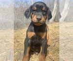 Small Photo #7 Doberman Pinscher Puppy For Sale in BARNETT, MO, USA