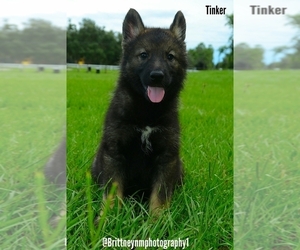 German Shepherd Dog-Siberian Husky Mix Puppy for sale in MULBERRY, FL, USA