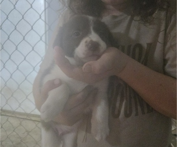 Medium Photo #2 Border Collie Puppy For Sale in LEBANON, MO, USA