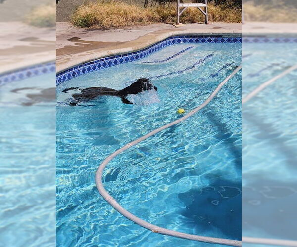 Medium Photo #7 Labrador Retriever-Unknown Mix Puppy For Sale in Woodland Hills, CA, USA