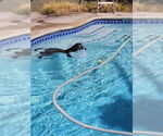 Small #6 Labrador Retriever Mix