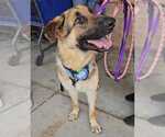 Small #4 German Shepherd Dog