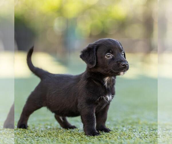 Medium Photo #2 Dachshund-Unknown Mix Puppy For Sale in San Diego, CA, USA