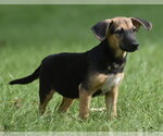 Small #3 Mutt