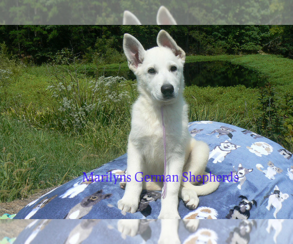 Medium Photo #1 German Shepherd Dog Puppy For Sale in PIEDMONT, MO, USA
