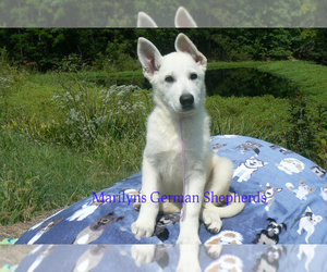 German Shepherd Dog Puppy for Sale in PIEDMONT, Missouri USA