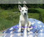 Image preview for Ad Listing. Nickname: Lavender Dusk