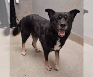 German Shepherd Dog-Unknown Mix Dogs for adoption in Las Vegas, NV, USA