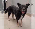 Small German Shepherd Dog Mix