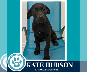 Labrador Retriever-Unknown Mix Dogs for adoption in Kimberton, PA, USA