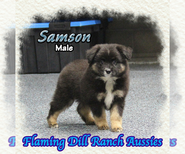 Medium Photo #1 Miniature Australian Shepherd Puppy For Sale in FORESTBURG, TX, USA
